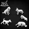 0 (1: 43.5) - Dogs